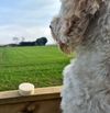 Pooch-Friendly Shampoo Bar