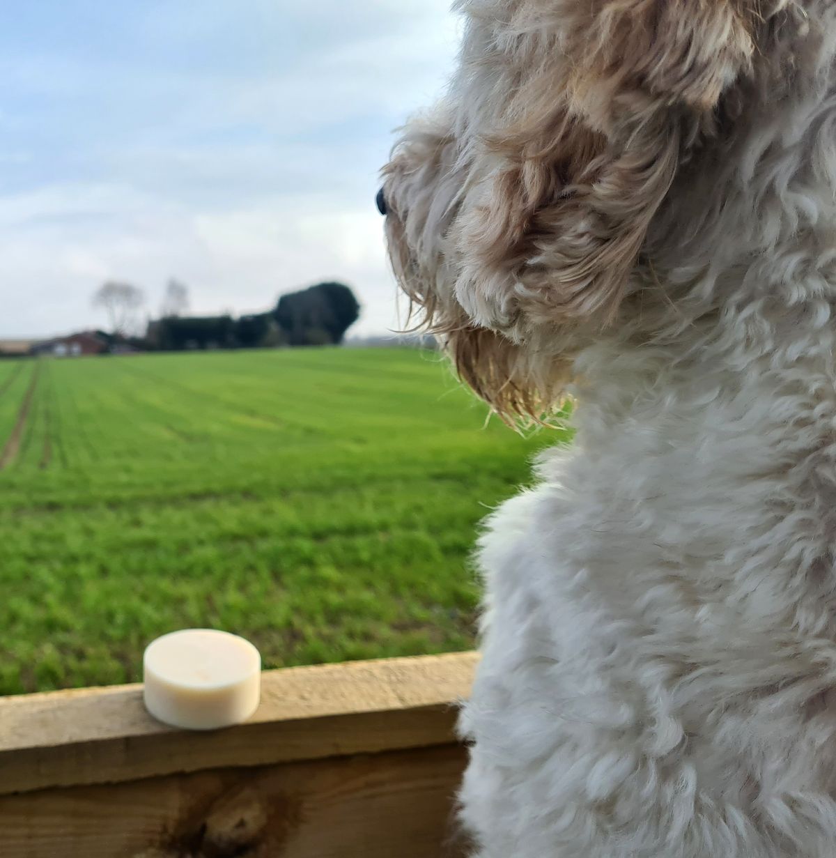 Pooch-Friendly Shampoo Bar
