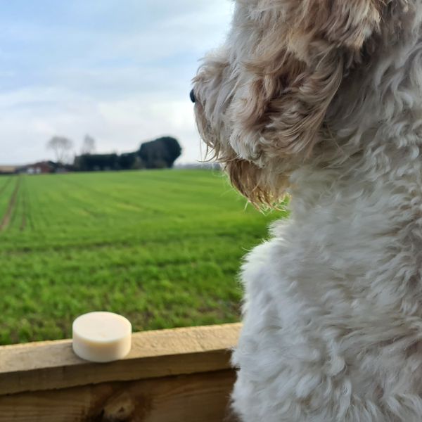 Pooch-Friendly Shampoo Bar
