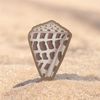 Hebrew shell sticker 