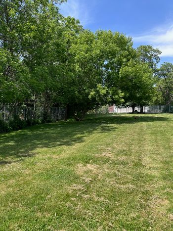 Fully fenced 1/2 acre play yard. Surrounded by mature shade trees.
