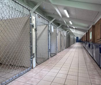 Dog Suites

