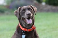 Mississippi Moon Festival: Pooch Pass