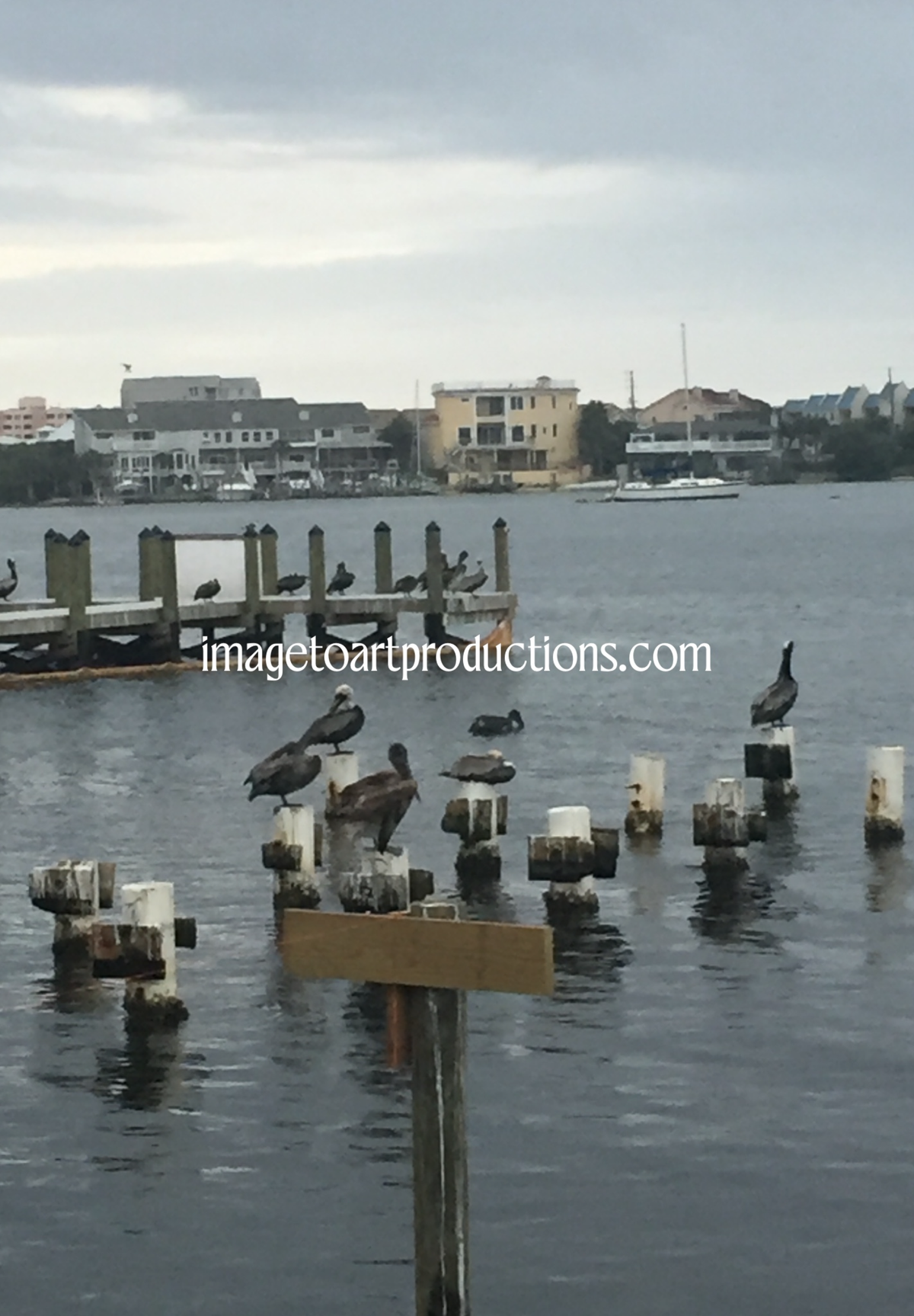 Ocean Birds!