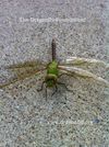 Dragonfly Foundation! 