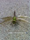 Dragonfly! 