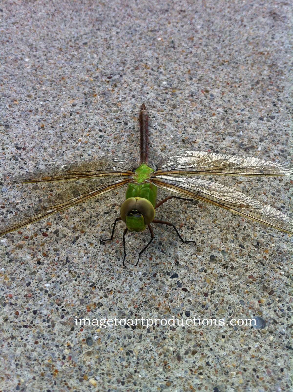 Dragonfly! 