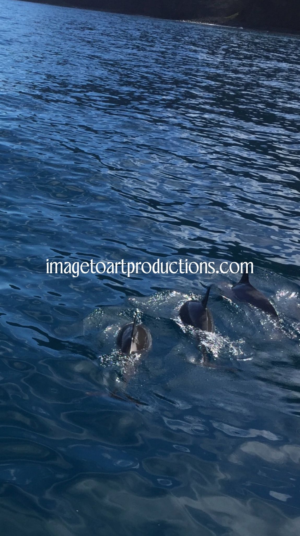 Dolphin Trio!
