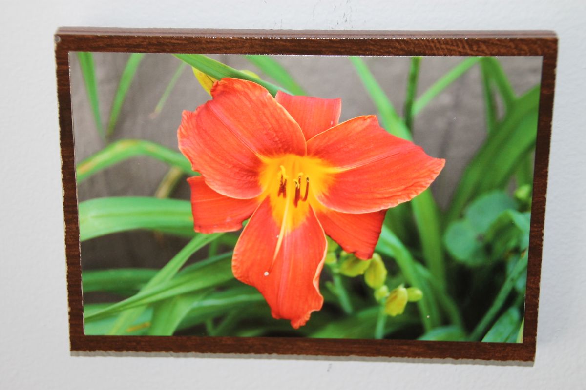 Orange Day Lilly!