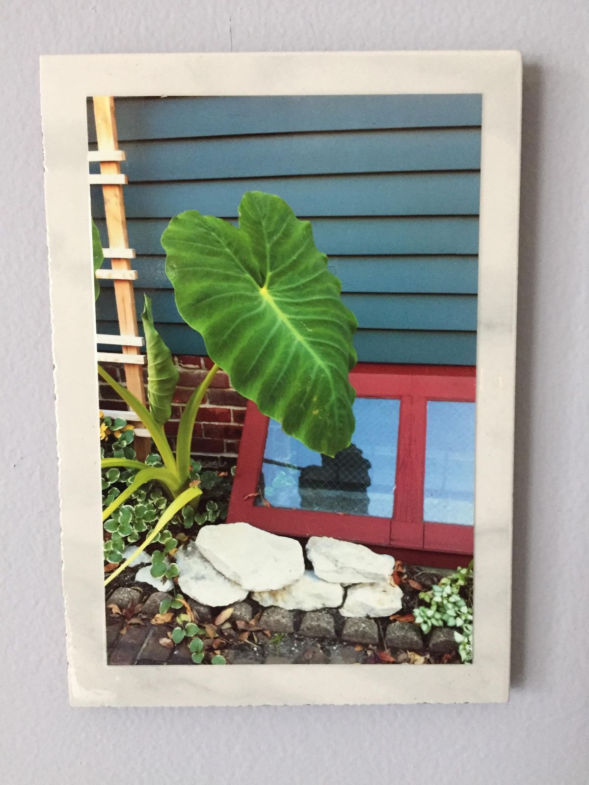 Elephant Ear! 