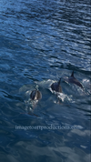 Dolphins Swimming 