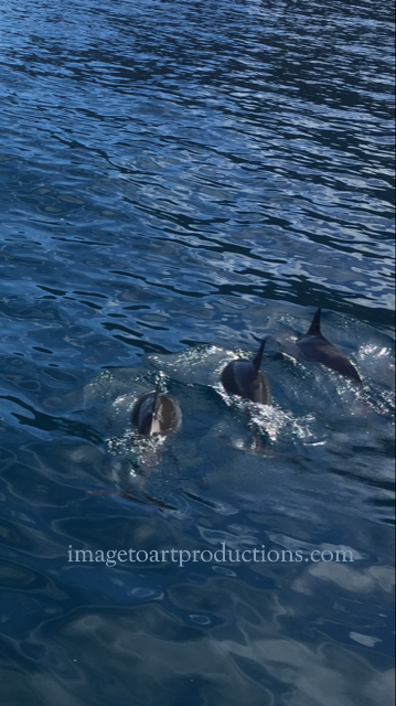 Dolphins Swimming 