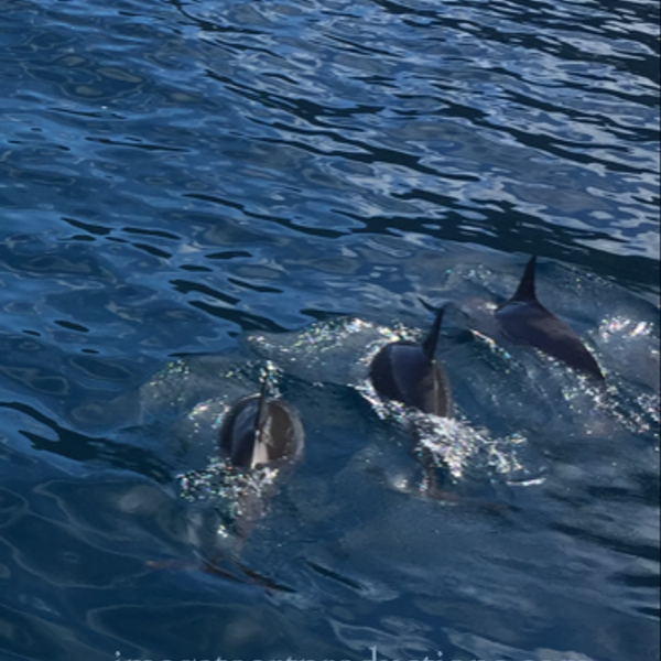 Dolphins Swimming 