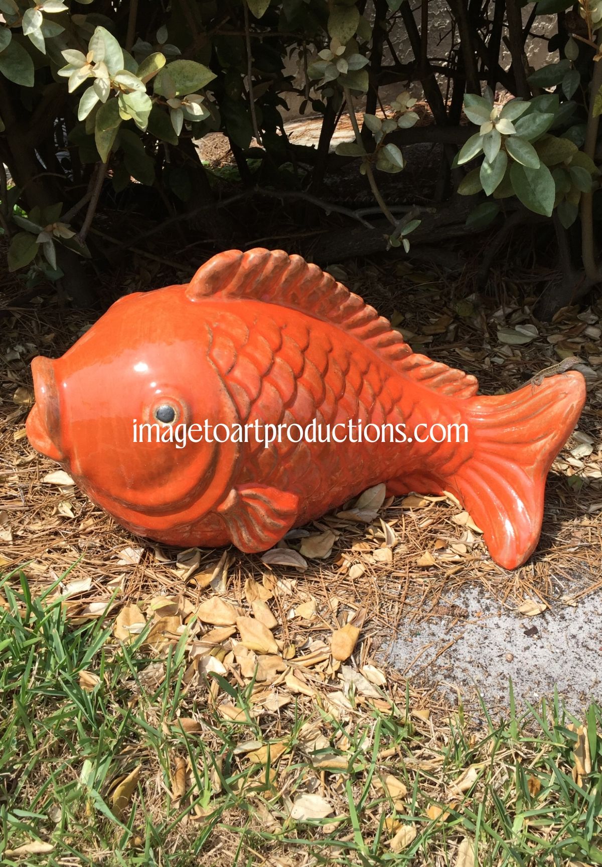 A Fish Out of Water!