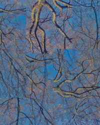 Songs of Spring