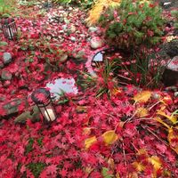 EP by Shane Spellman