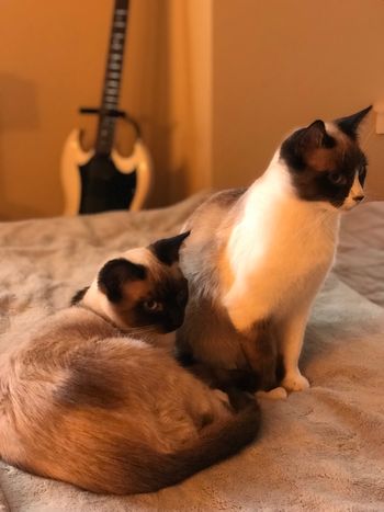 Studio cats, Snowbird and Moonbeam.
