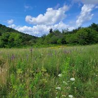 Sweet Home Asheville, Jah by AI utsonatai