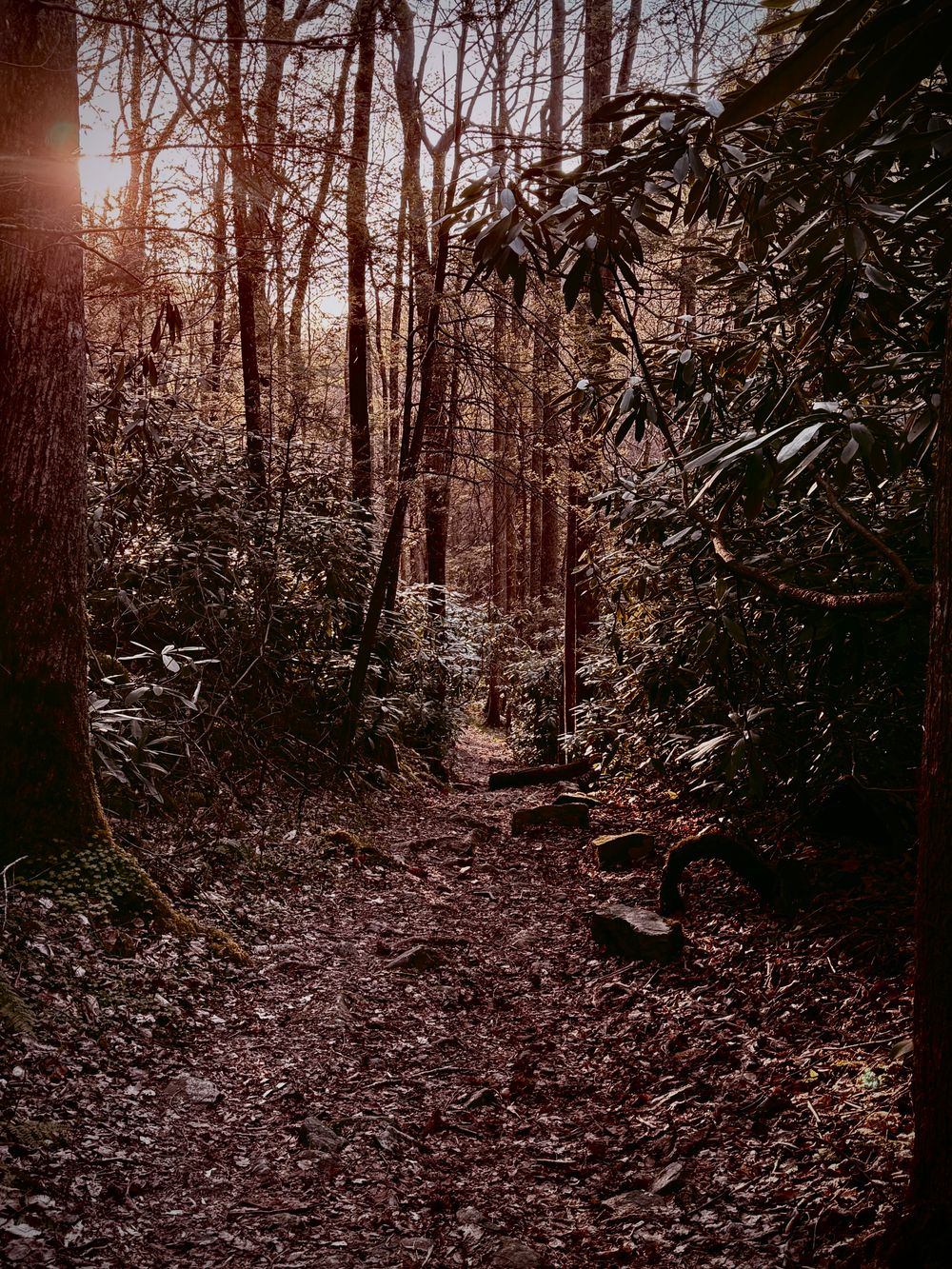 East Tennessee wooded trail used as visual inspiration for Einherjar dark alternative music project