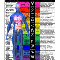 Vertical Astrological, Chemical, Physiological & Chromatic Chart