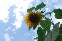 Sunflower Festival: Full band 