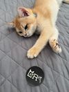 Glow-in-the-Dark Stickers 