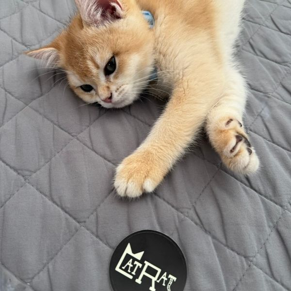 Glow-in-the-Dark Stickers 