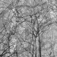 Branches by Evan Boehm
