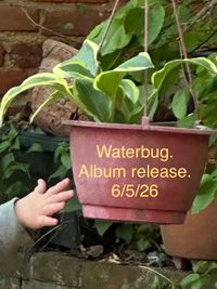 Waterbug