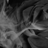 Black Roses by Adrian Sood