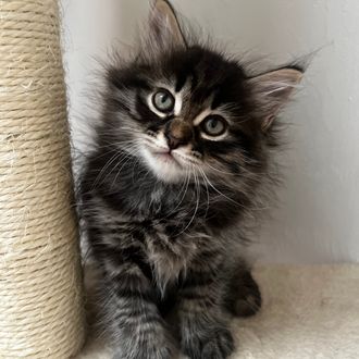 Siberian kitten for sale Florida CFA Registered black silver striped Siberian tabby fluffy hypoallergenic kitten