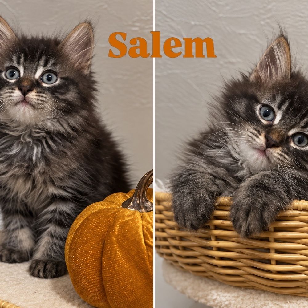 Red orange Siberian kitten for sale Florida Georgia Alabama South Carolina orange long hair kitten