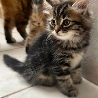Brown Siberian kitten for sale Florida hypoallergenic kitten for sale near me 