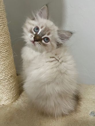 Siberian hypoallergenic kitten white for sale Florida blue eyed kitten 