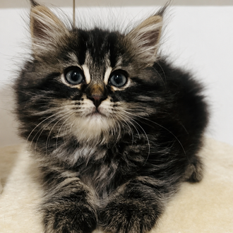 Female Siberian Kitten Cute Fluffy Kitten Florida Hypoallergenic cat for sale now
