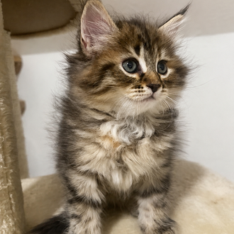 Russian Siberian Girl Kitten Calico Tabby for sale Florida Georgia Alabama South Carolina Tennessee