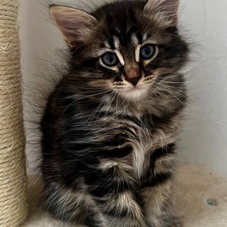 Black silver striped tabby Siberian kitten male for sale in Florida 