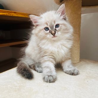 Siberian kitten for sale Florida Neva masquerade color point male registered