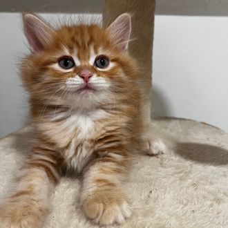 Red orange Siberian kitten for sale Florida Georgia Alabama South Carolina orange long hair kitten