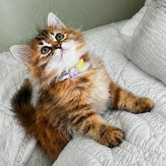 Siberian girl kitten for sale Florida Torbie Tortie Calico Siberian kitten hypoallergenic kitty