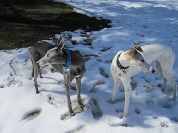 Perry and Bebop
