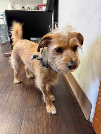 Roswell at the Santa Fe dermatology clinic - February 2025
