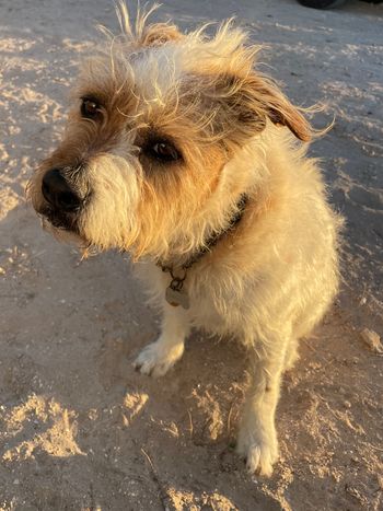 Brisket on Playa Tecolote - February 2023
