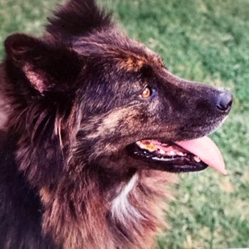 Wolfgang the OG Road Dog!
