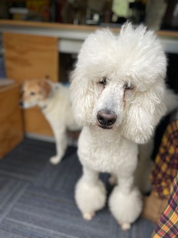 Lola in Evergreen - May 2023

