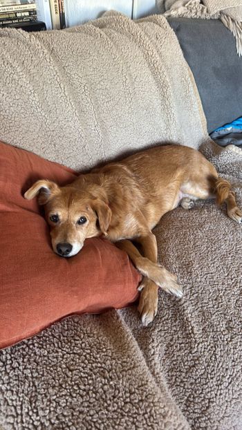 Tootsie at home - November, 2025
