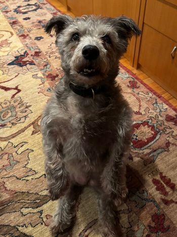 Rosie in Stanfordville, NY - August 2026
