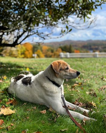 Elli on the Blue Ridge Pkwy - Oct 2022
