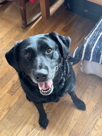 Stella in Machiasport, ME - August 2026

