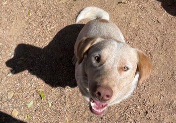 Jeff the Dog in Marfa - April 2022
